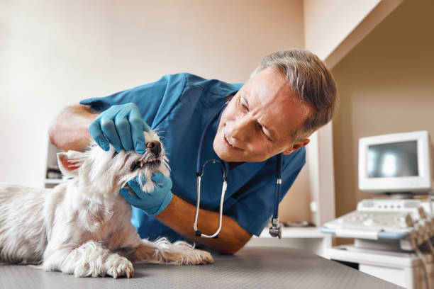 Best Weekend Emergency Dentist in Belleair, FL